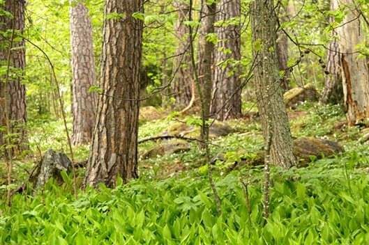 springforest