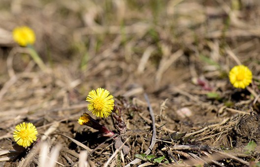 Tussilago