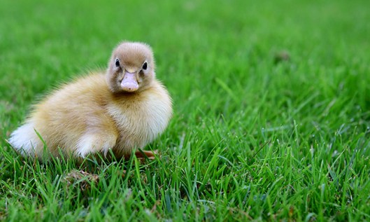 duckling3