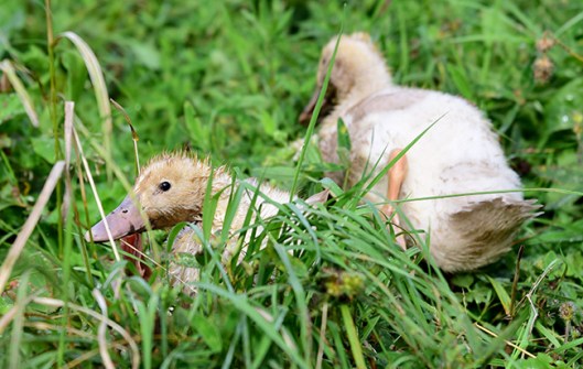 ducklings